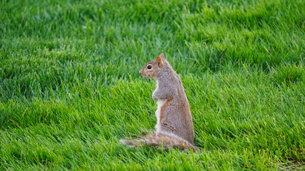 squirrel in grass field  