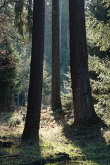 Sonne im Wald