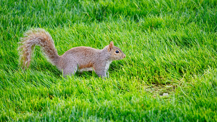 squirrel in grass field  