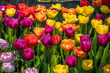 Obraz premium Colorful Tulip Garden