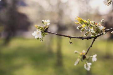 Close up of the spring cherry flowers, tree in the spring