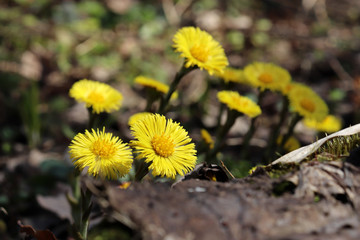 Coltsfoot flowers (tussilago farfara) in a spring forest. Environment day background with yellow wildflowers