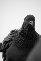 portrait of a beautiful pigeon