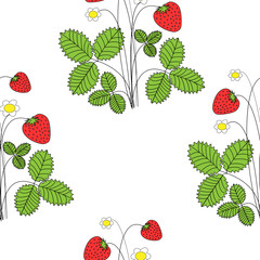 Blossom strawbbery with ripe fruits and flowers on white background. Vector illustration
