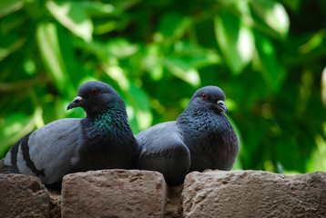 couples of pigeon in the park, Indian Wildlife 