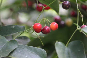 Naturaleza
