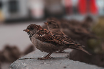 sparrow on fence