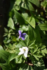 Buschwindr&ouml;schen, Veilchen und B&auml;rlauch im Wald
