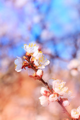 fruit tree flowers spring / spring flowering fruit trees