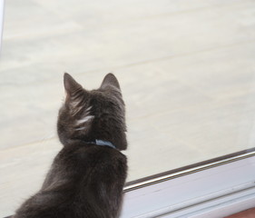 chat gris regardant par la fenêtre ,curiosité