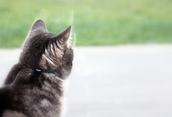 chat gris regardant par la fenêtre ,curiosité