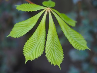 Frühling - Kastanienbaum mit frischen grünen Blättern 