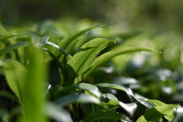 Bärlauch (Allium ursinum) im Wald