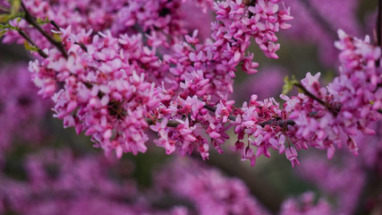 Obraz premium pink flower bunches