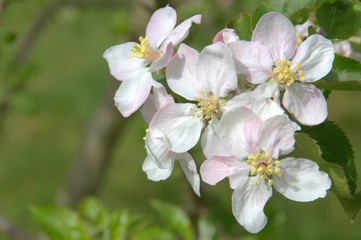 pommier en fleurs au printemps 