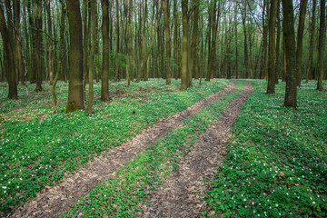 Road through the forest and blooming flowers