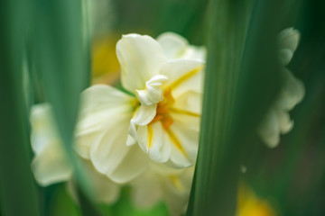 Fototapeta premium Daffodil flowers in the Spring