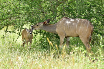 kudu antelope with young ones,ruger,South Africa