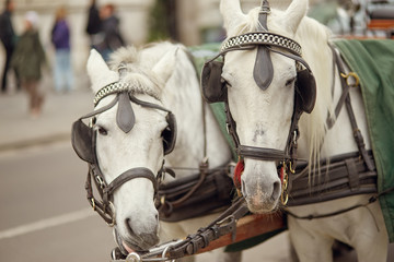 Obraz premium close up of two thoroughbred horses in the city