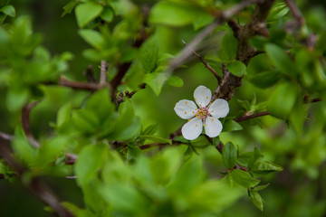 Beauty single flower on a fruit tree among green leaves