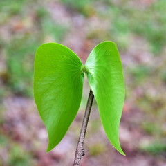 leaves of mopane tree,Kruger,South Africa