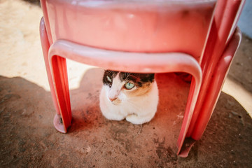 cat lying on a chair Goa Asia. - Powered by Adobe