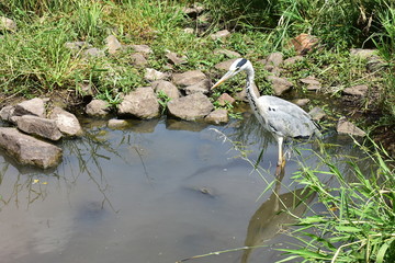 grey heron waiting for fish,Kruger,South Africa
