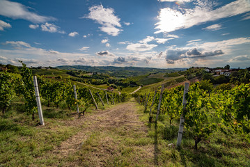 Fototapeta premium hills of vineyards in langhe region, barolo wine area, italy