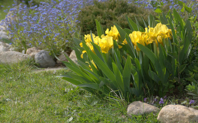 massif de plantes fleuries au printemps dans jardin