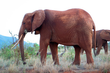 Fototapeta na wymiar Side of Elephant in Kenya, Africa