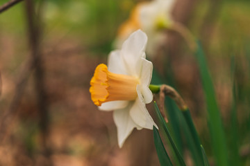 Daffodil flowers in the Spring