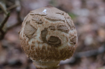 parasol pilz makro