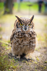 small owl in a green garden