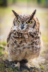 small owl in a green garden