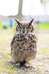 small owl in a green garden