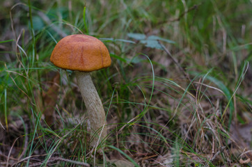 rotkappe auf einer wiese im wald