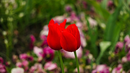 red tulip  flower