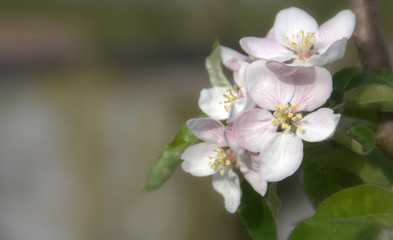 pommier en fleurs au printemps 