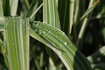 Dew on the grass