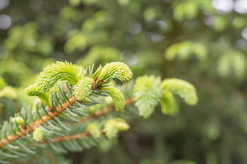 Young branches spruce buds and young spruce needles