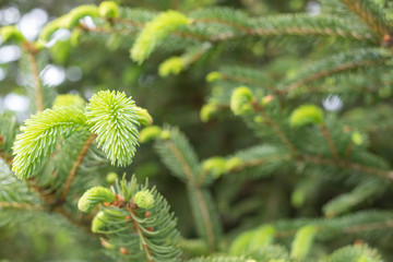 Young branches spruce buds and young spruce needles