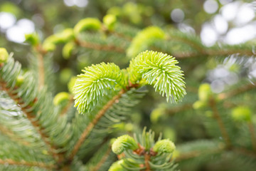 Young branches spruce buds and young spruce needles