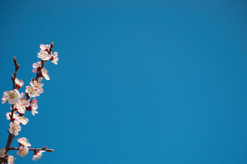 blooming branch of the cherry tree against the blue sky