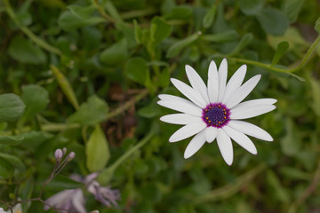 White flower with purple stamens in the center