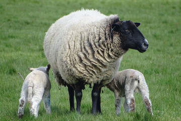 Naklejka na ściany i meble Cute baby lambs with their mother