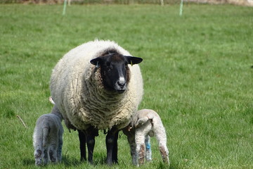 Obraz premium Cute baby lambs with their mother