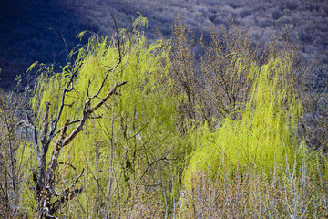Willow trees in spring