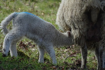 Obraz na płótnie Canvas Cute baby lambs