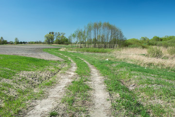 Fototapeta premium Country road through fields, coppice and blue sky
