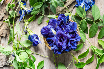 Close up of butterfly pea flower with leaves on wooden background.